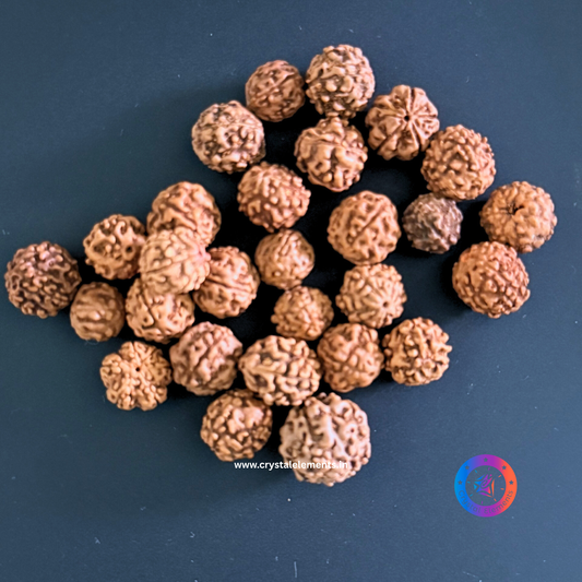 Sacred Wisdom Panch Mukhi Rudraksha Loose Beads